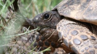 Kara kaplumbağası kafasını uzatıyor ve etraftaki duruma dikkatlice bakıyor...