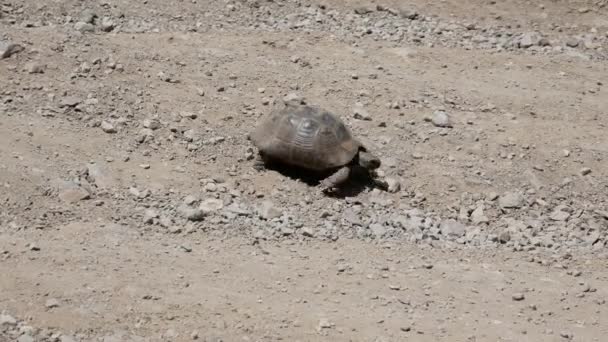 Eine Landschildkröte Wandert Einem Strahlend Sonnigen Sommertag Auf Einem Steinigen — Stockvideo