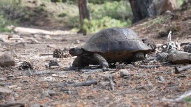 Kara kaplumbağası güneşli bir yaz gününde kayalık toprak bir yolda yürüyor..