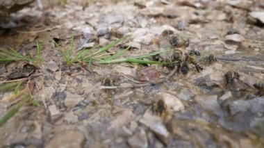 Arılar bir dereden yerde su içerler. Taşların, suyun ve bitkilerin yakınında arı sürüsü.