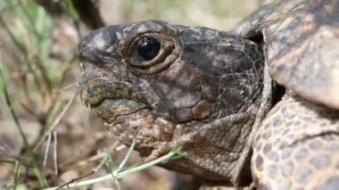Kara kaplumbağası kafasını uzatıyor ve etraftaki duruma dikkatlice bakıyor..