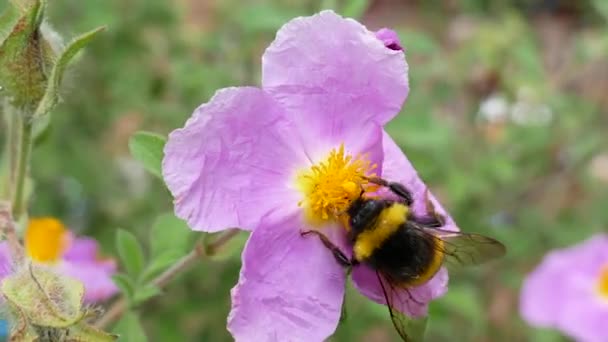 Pszczoła Leci Kwiatu Zbierać Nektar Hodowla Miodu — Wideo stockowe