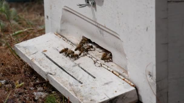 蜜蜂在木蜂窝里飞来飞去 养蜂业蜜蜂在工作 用于蜂蜜生产的花粉 — 图库视频影像