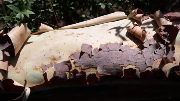 Corteza Una Fresa Arbutus Andrachne Arbusto Siempre Verde — Vídeo de stock