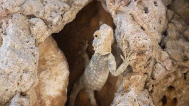 Bir kelebek, bir taşın üzerinde oturan bir kertenkelenin yanından geçer..