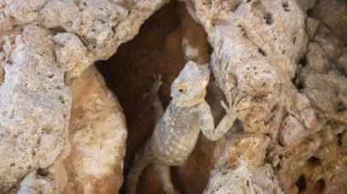 Kertenkele güvenli bir zaman bulur ve saklandığı yerden bir kayaya sürünerek çıkar..