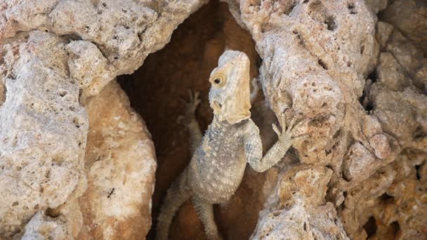 Ant Crawls Lizard Which Looking Out Prey Sitting Stone — Stock Video