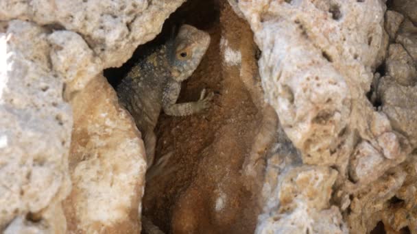 トカゲは慎重に石の中に隠れている場所から這い出て凍る — ストック動画