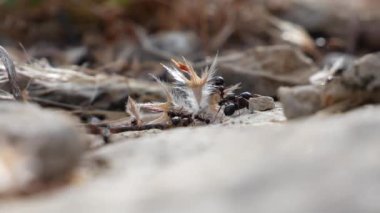 Karıncalar tohumları, yaprakları ve otları taştan yuvalarına taşırlar. Yakın plan..