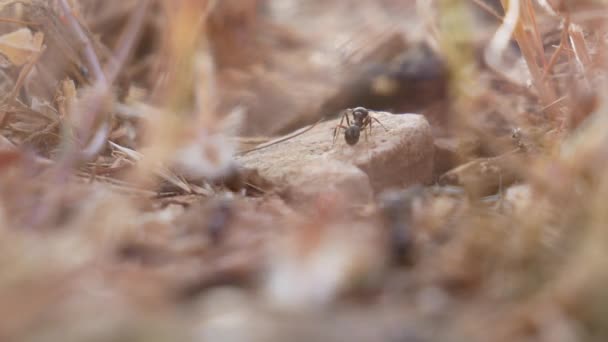 Mieren Voeren Zaden Bladeren Naar Het Nest Door Het Gras — Stockvideo