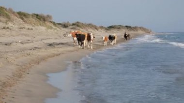  Bir inek sürüsü deniz kıyısındaki kumsalda yürüyor.