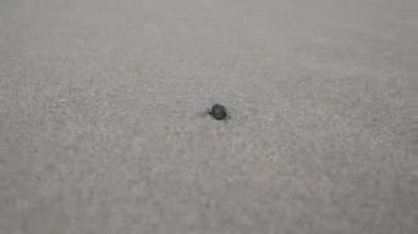 Böcek güçlü bir rüzgarda kumda sürünür. Doğal olaylara karşı savaş. Fırtına sırasında görüş mesafesi zayıf.