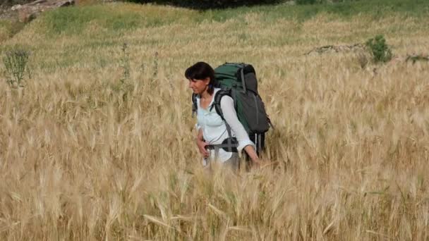 大きなリュックを背負った観光客の女の子が畑を歩いていると 手で小麦の小花に触れます 夏休みだ 作物の熟成時間 — ストック動画