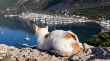 Uçurumun tepesindeki bir kedi rıhtımdaki limandaki yatları izliyor..