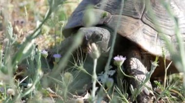 Kara kaplumbağası çimlerin arasından gizlice geçer ve parlak güneşli bir günde saplarını yer. Yakın plan..