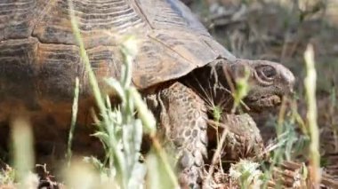Bir kara kaplumbağası, güneşli bir günde çimlerin üzerinde sürünür. Yakın plan...