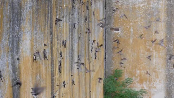 Una bandada de pájaros obtiene alimento de una pared vertical. — Vídeos de Stock