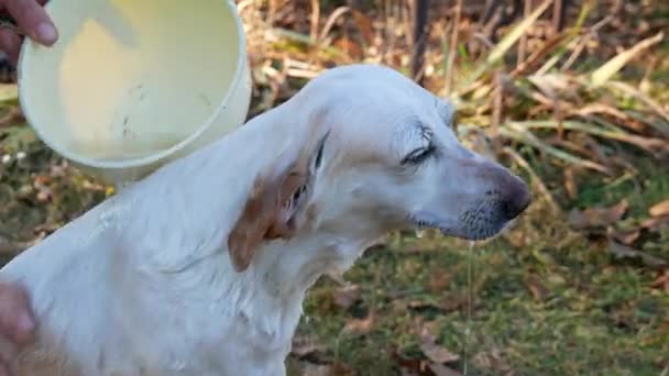 Ein Kleiner Hund Wird Draußen Gebadet Gießen Der Hund Wird — Stockvideo