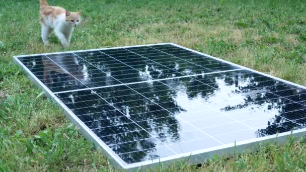 Zrzavé Kotě Kráčí Přes Solární Panel Ležící Trávě — Stock video