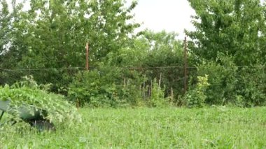 Yazlık elbiseli bir kız at arabasında ot taşıyor, kulaklıkla müzik dinliyor ve dans ediyor..