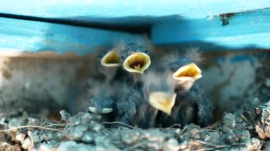  The swallow bird comes to feed the baby birds in the nest near the house.