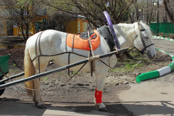 White horse-drawn carriage in — Stock Photo, Image