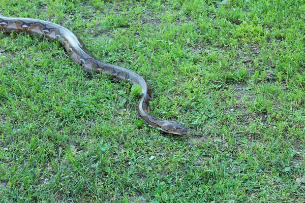 Boa constrictor kryper på gräs — Stockfoto