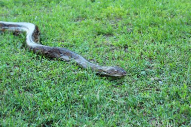 Yılan, boa yılanı çimenlerin üzerinde tarama