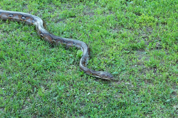 뱀, 보아 압축 잔디에 크롤 링 — 스톡 사진