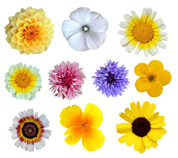 Flowers — Stock Photo, Image