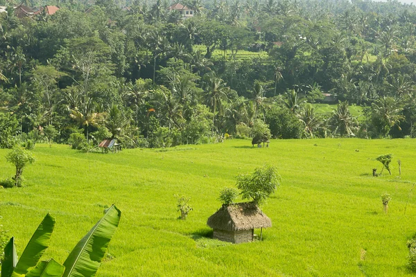 Thatched hut amongst farm crops — Stock Photo, Image