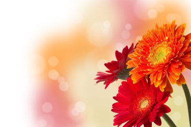 Üç renkli gerbera daisies bokeh ile