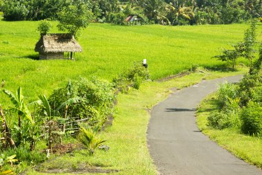 küçük sazdan kulübelerde pirinç alan ve yol