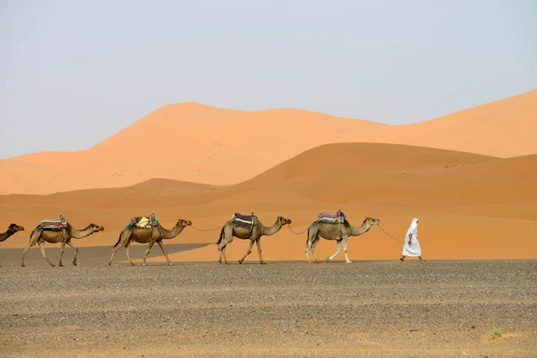 อูฐคาราวานเดินผ่านเนินทราย — ภาพถ่ายสต็อก