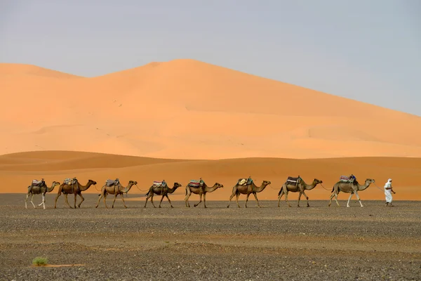 Kamelkarawane auf dem Weg durch die Sanddünen — Stockfoto