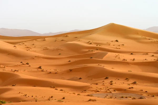 Písečné duny v sahara — Stock fotografie