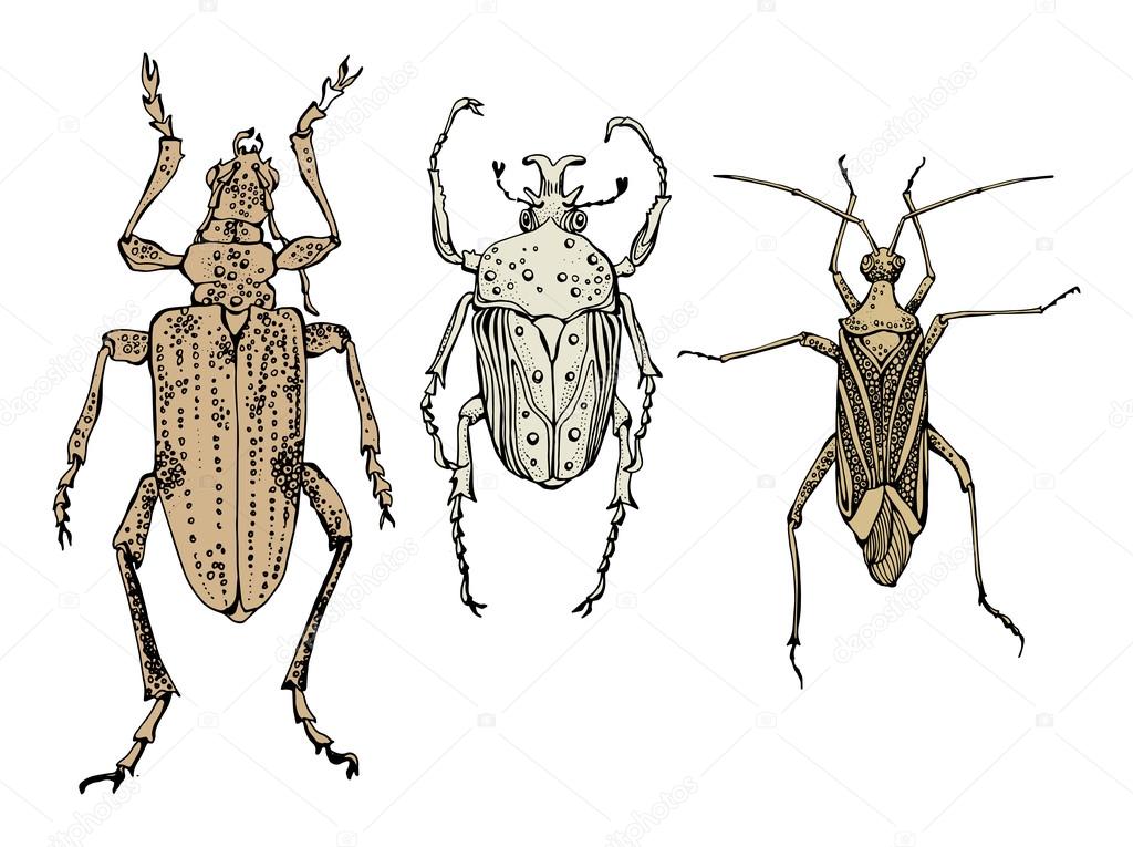 Hand draw insects