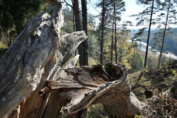 Pahýl Velkého Starého Stromu Zlomeného Hurikánem Roztříštěné Dřevo Stromu Roztříštěné — Stock fotografie
