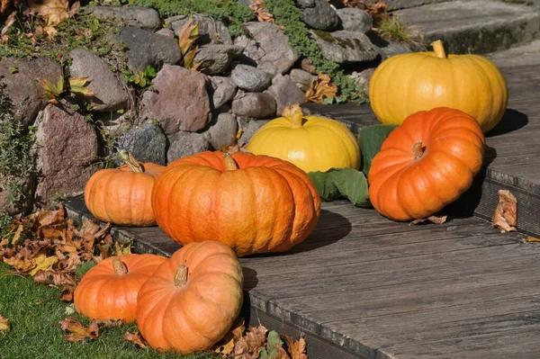 Orange pumpkins in garden or on fair. Autumn harvest time.