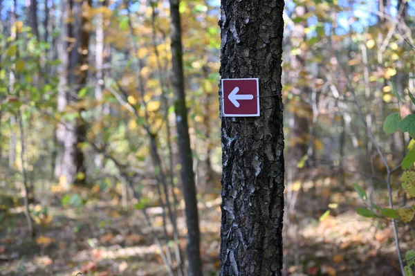 Színes Nyíl Irányjelzés Ösvényen Erdei Park Ősszel — Stock Fotó