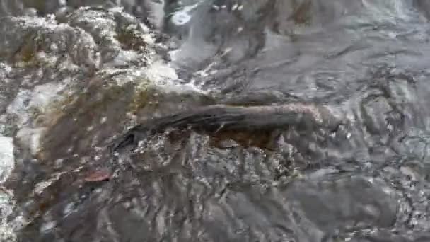 Špinavá Řeka Bahnitou Žlutou Vodou Období Záplav Při Silných Deštích — Stock video