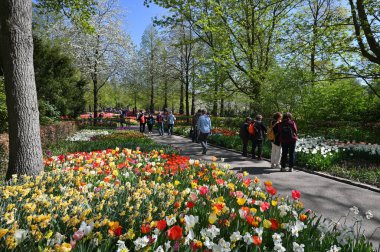Keukenhof, Hollanda - 20 Nisan 2022: Çiçek bahçesi Keukenhof 'ta çiçek açan renkli laleler. Lisse, Hollanda, Hollanda 'daki popüler turizm sitesi