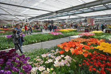 Keukenhof, Hollanda - 20 Nisan 2022: Çiçek bahçesi Keukenhof 'ta çiçek açan renkli laleler. Lisse, Hollanda, Hollanda 'daki popüler turizm sitesi