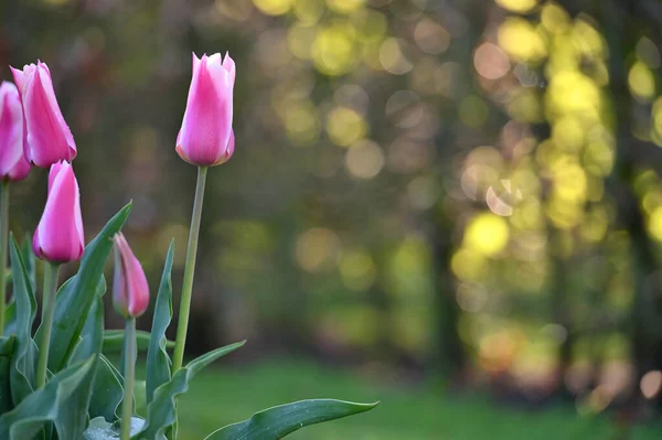 Tulipe Hollands Fleurit Printemps Tulipes Fraîches Dans Champ — Photo