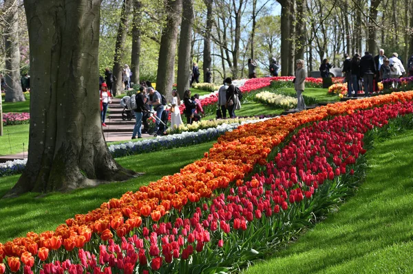 Keukenhof Нидерланды Апреля 2022 Года Цветущие Красочные Клумбы Тюльпанов Общественном — стоковое фото
