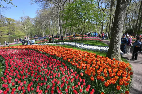 Keukenhof Netherlands April 2022 Blooming Colorful Tulips Flowerbed Public Flower — Photo