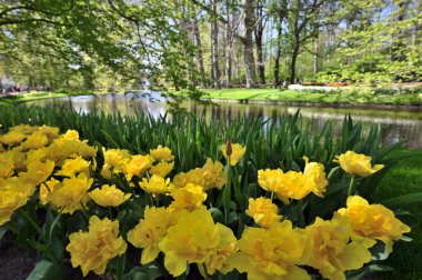 Çiçek bahçesinde çiçek açan renkli laleler Keukenhof