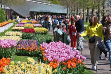Keukenhof, Hollanda - 20 Nisan 2022: Çiçek bahçesi Keukenhof 'ta çiçek açan renkli laleler. Lisse, Hollanda, Hollanda 'daki popüler turizm sitesi