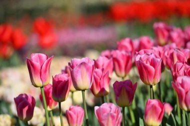 Hollands tulip bloom in spring season. Fresh tulips in field.
