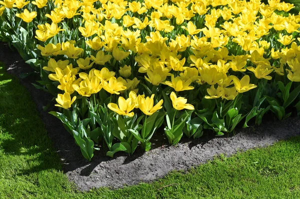 Hollands Tulip Bloom Spring Season Fresh Tulips Field — Stockfoto